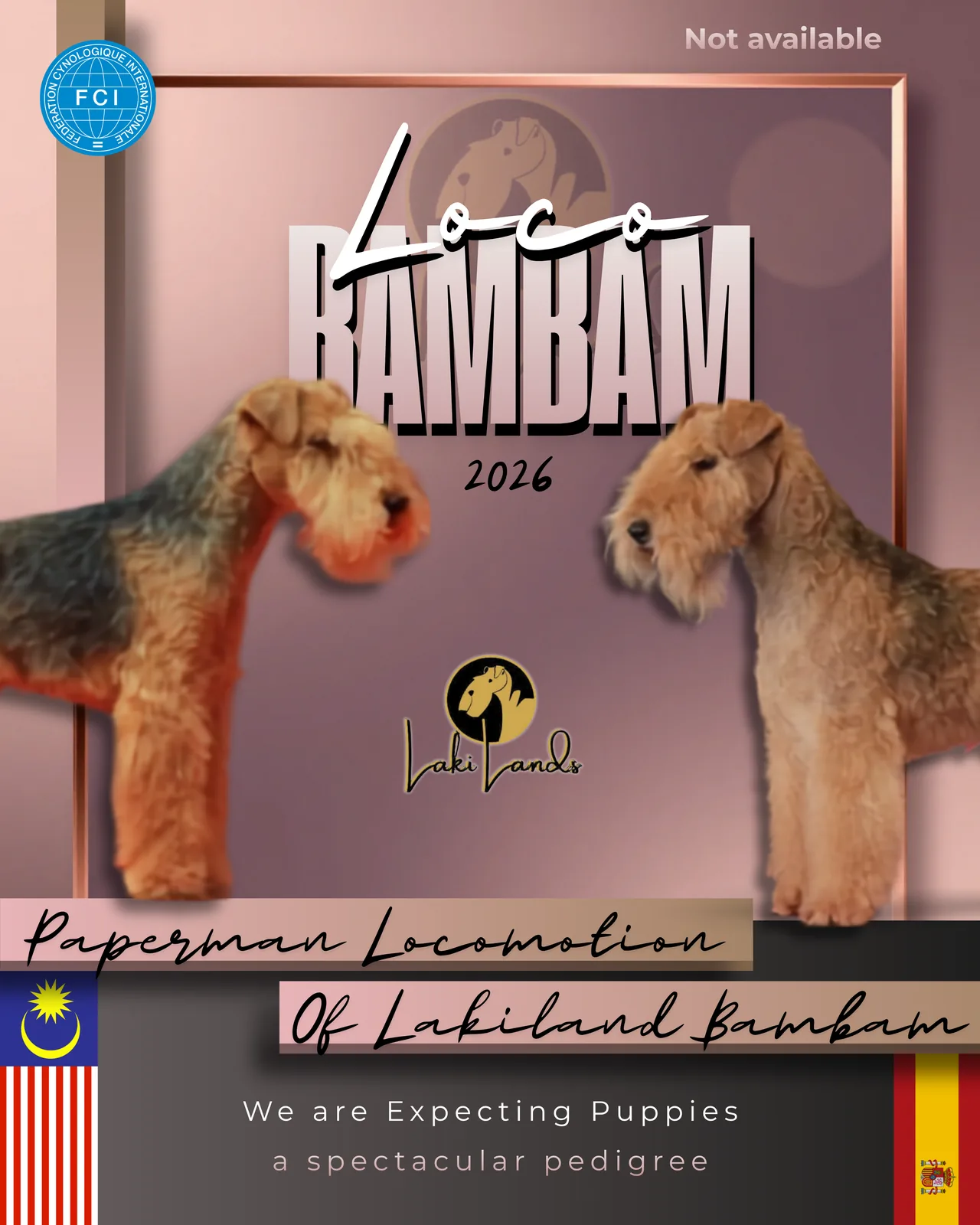 Of Lakilands Bambam - Of Lakilands, camada actual