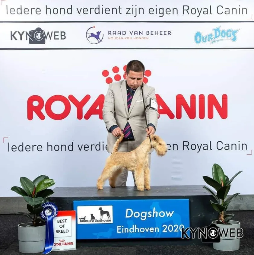 Goldie · Zavetnaya Metcha Lapandia · Best of Breed en Dogshow Eindhoven 2020