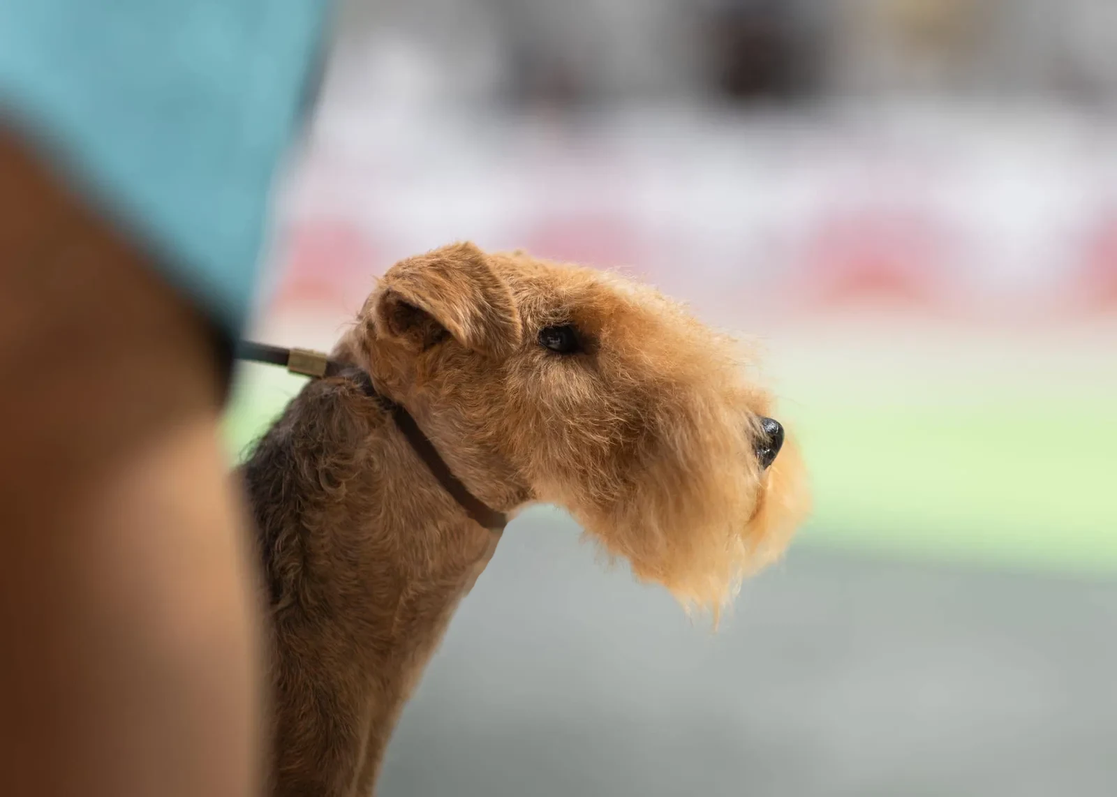 Lakeland Terrier Of Lakilands en exposición