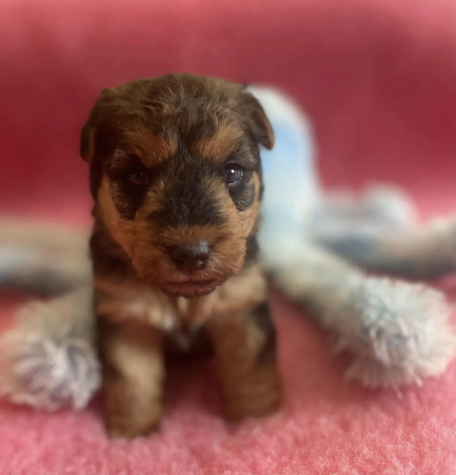 Cachorro Of Lakilands