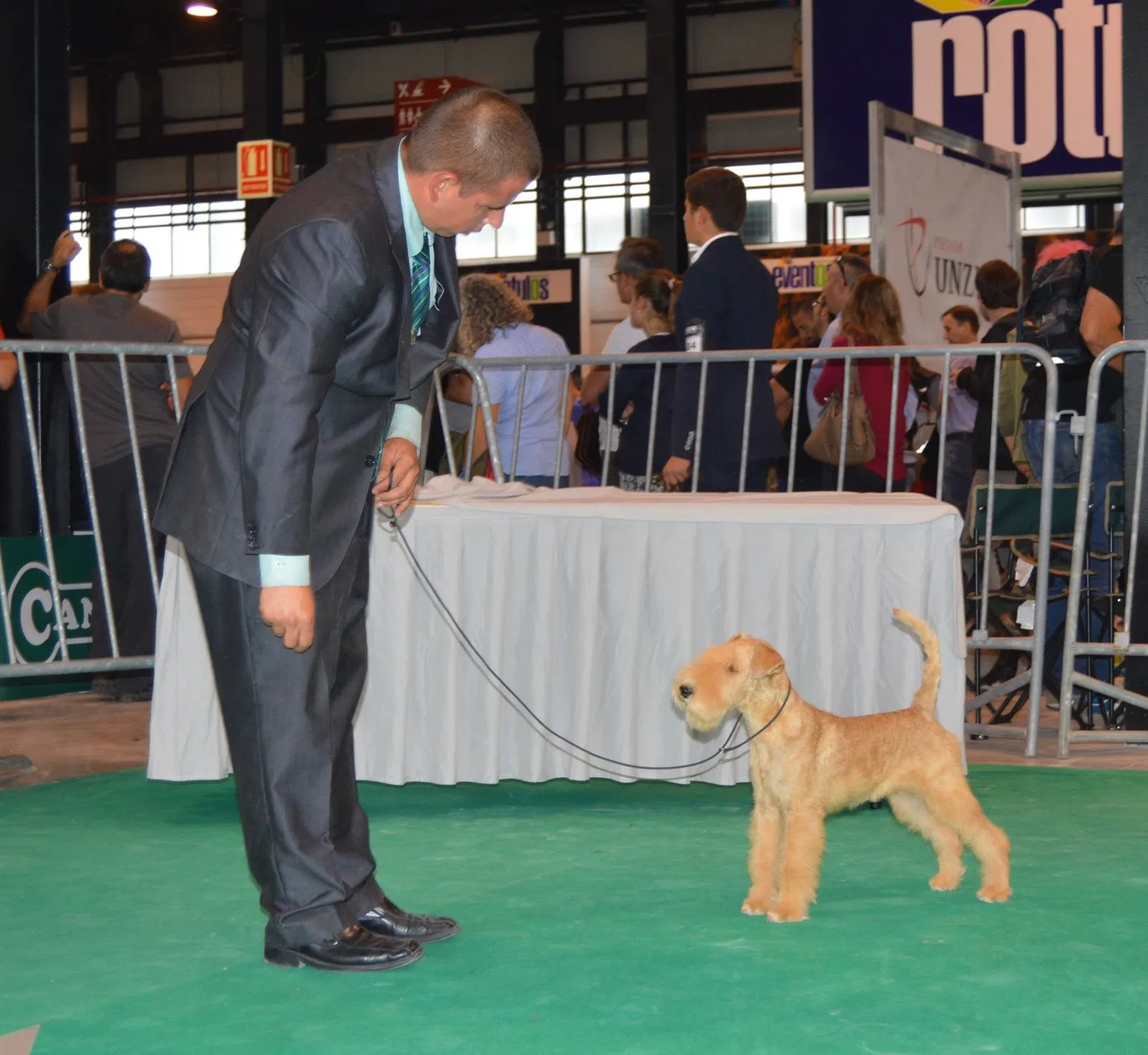 Of Lakilands, Lakeland Terrier